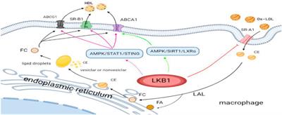 LKB1 Regulates Vascular Macrophage Functions in Atherosclerosis